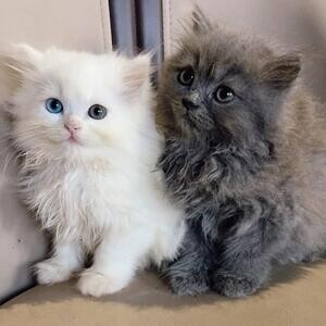 Ragdoll kittens For Adoption Viber: (+639660614145) | PostAds PH