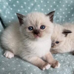 Scottish Fold Kitten For Adoption .Please contact us on Viber: (+639660614145) | PostAds PH