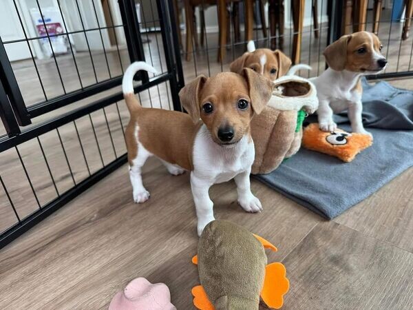 Beautiful Jack Russell Puppies For Sale.Please contact us on Viber: (+639660614145)