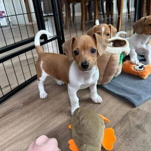 Beautiful Jack Russell Puppies For Sale.Please contact us on Viber: (+639660614145) | PostAds PH
