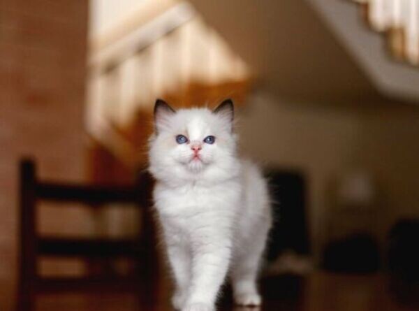  Snow White Ragdoll Kittens