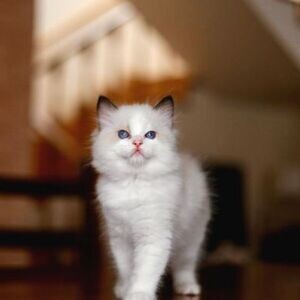 Snow White Ragdoll Kittens | PostAds PH