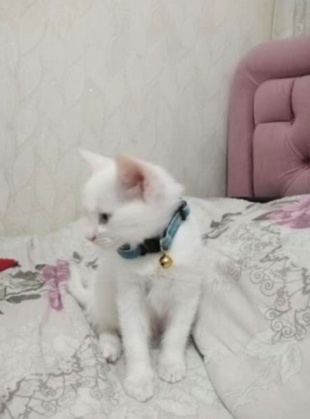 Ankara Kittens for sale
