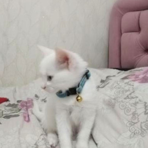 Ankara Kittens for sale | PostAds PH