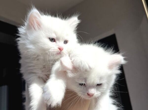 Chinchilla Kittens