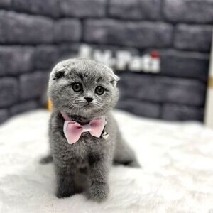 Purebred Scottish Fold | PostAds PH