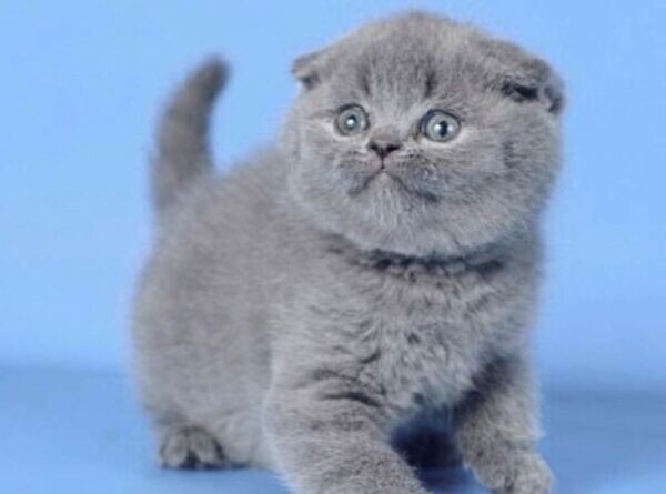 Grey Scottish Fold without ears