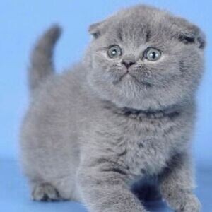 Grey Scottish Fold without ears | PostAds PH