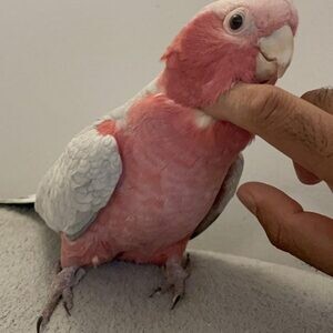 Galah Cockatoo | PostAds PH