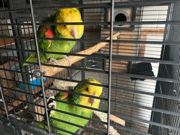 Double Yellow Head Amazon