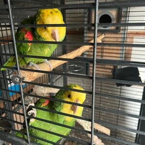 Double Yellow Head Amazon | PostAds PH