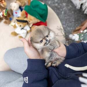 Pomeranian puppies ready to leave now. | PostAds PH