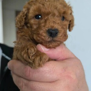 Both males and females teacup Cockapoo puppies ready to be rehomed. | PostAds PH
