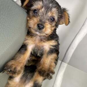 Meet Our Adorable Teacup Yorkie Puppies ready to be rehomed. | PostAds PH