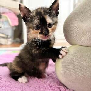 Calico female kittens ready to be rehomed. | PostAds PH