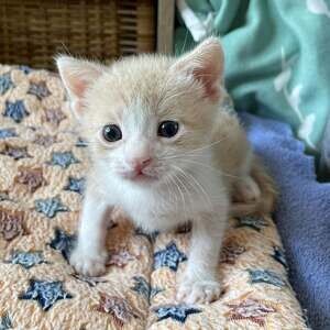 Cute Ginger Kittens looking for a lovely homes. | PostAds PH
