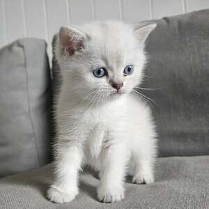 Pedigree British Shorthair Kittens available for rehoming. | PostAds PH