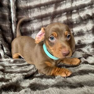 Dachshund puppies | PostAds PH