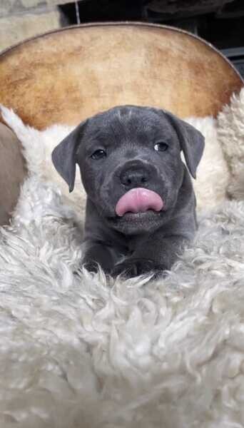 Staffordshire Puppy