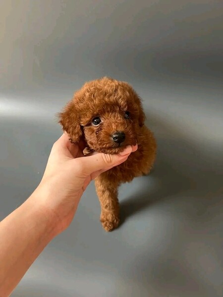 Stunning Poodle Puppies