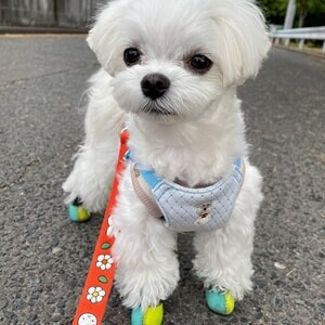 Adorable Maltese puppy | PostAds PH