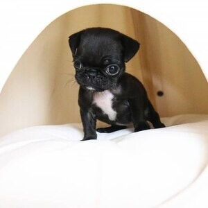 Lovely male and female Frenchie | PostAds PH