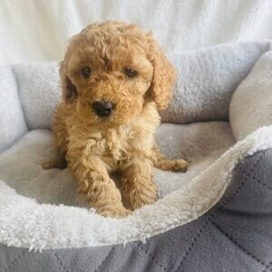 Cockapoo Puppies For Sale | PostAds PH