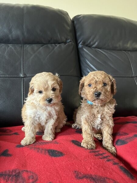 Original Cavapoo Puppies