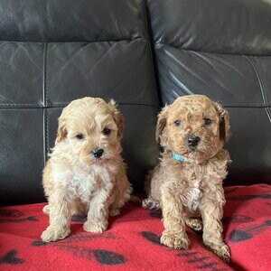 Original Cavapoo Puppies | PostAds PH