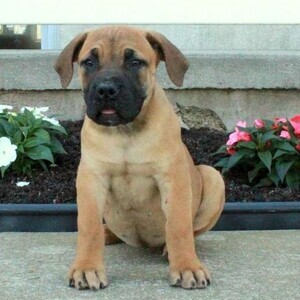 African Boerboel Puppies | PostAds PH