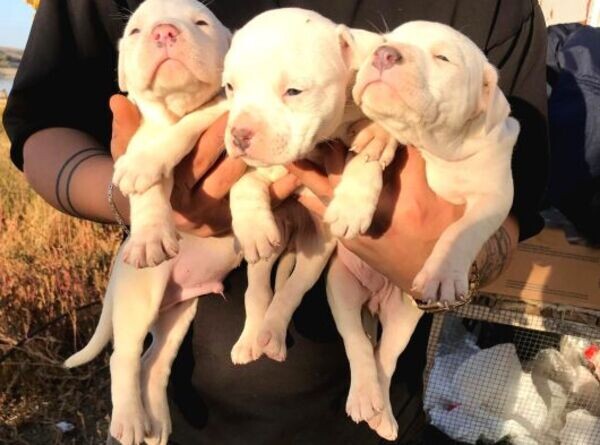 American Bully Puppies