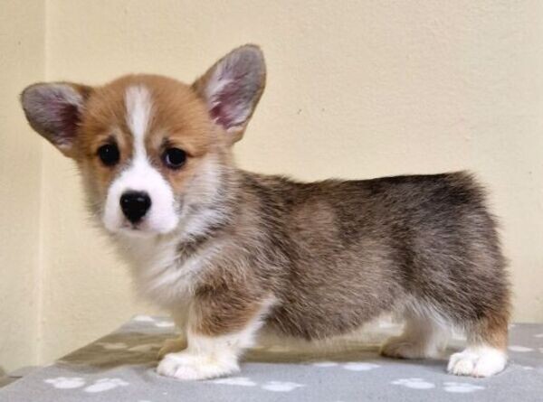 Welsh Corgi Pembroke Puppies