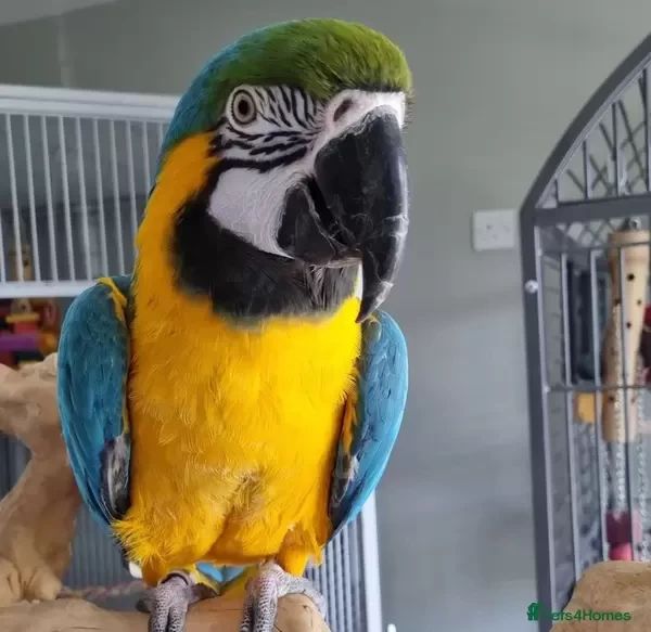 Blue and Gold Macaw Parrots