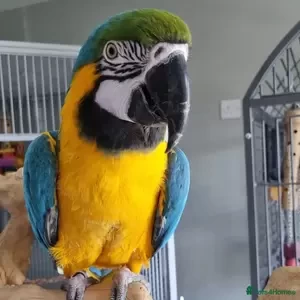 Blue and Gold Macaw Parrots | PostAds PH