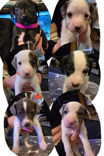 Jumping Jack Russel Terrier Puppies