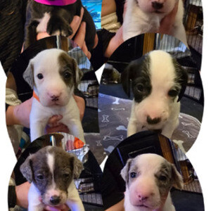 Jumping Jack Russel Terrier Puppies | PostAds PH