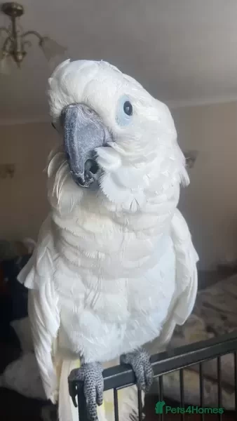 Cockatoo Umbrella Parrots