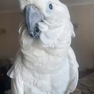 Cockatoo Umbrella Parrots | PostAds PH