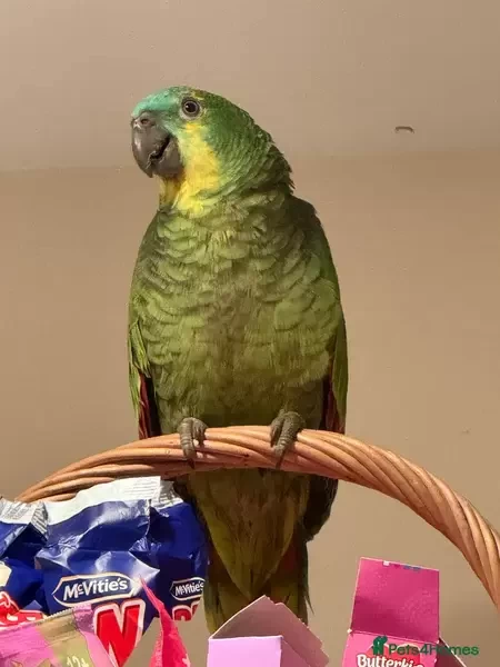 Amazon parrots
