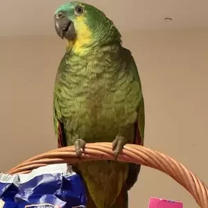 Amazon parrots | PostAds PH