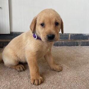 Labrador Retriever Babies | PostAds PH
