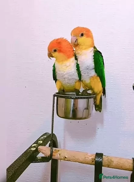 Caiques Parrots