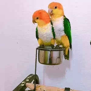 Caiques Parrots | PostAds PH