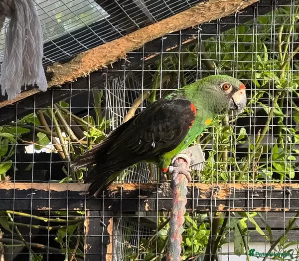 Jardine parrots