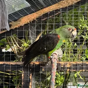 Jardine parrots | PostAds PH