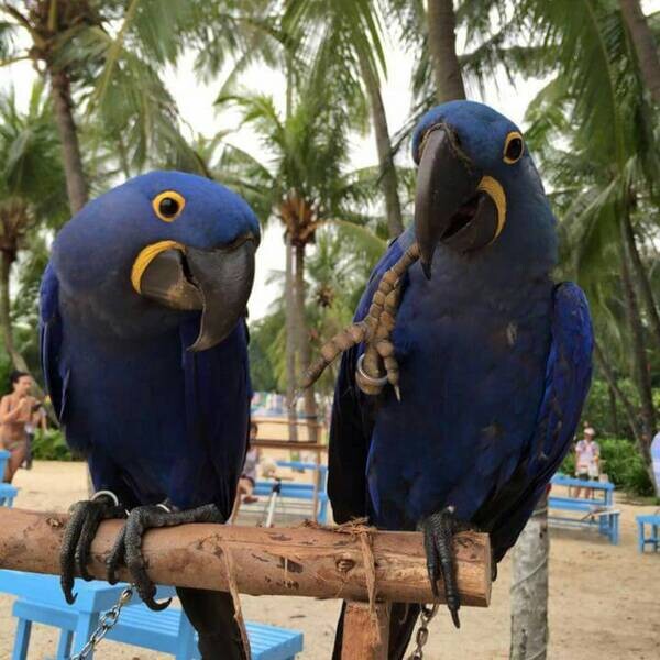 Hyacinth macaw parrots