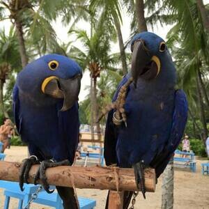 Hyacinth macaw parrots | PostAds PH