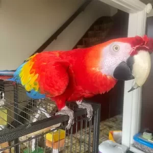 Scarlet macaw parrots | PostAds PH