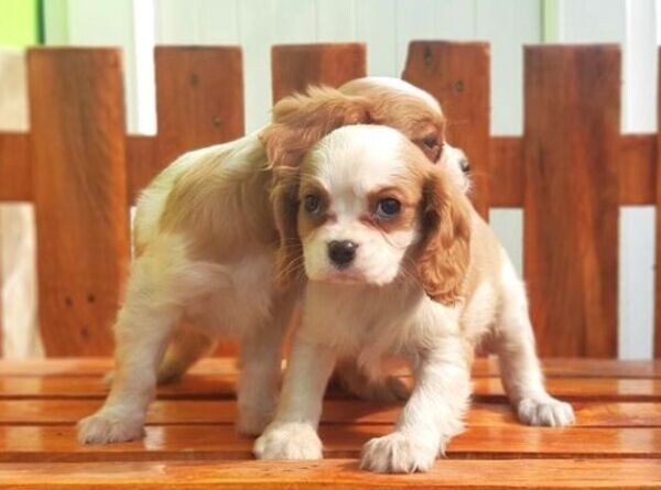 Cavalier King Charles Puppyss