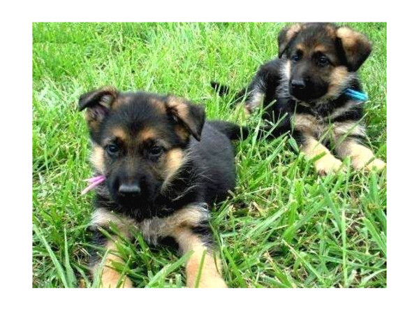 German Shepherd A Quality